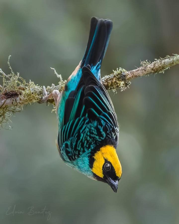 Bosque De Niebla Birding & Nature Cali Exterior foto