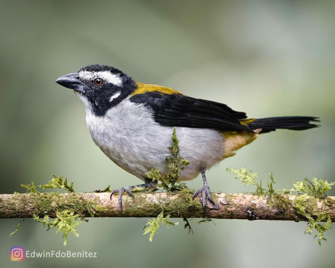 Bosque De Niebla Birding & Nature Cali Exterior foto