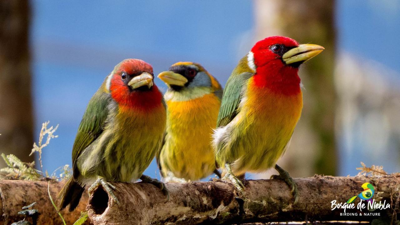 Bosque De Niebla Birding & Nature Cali Exterior foto