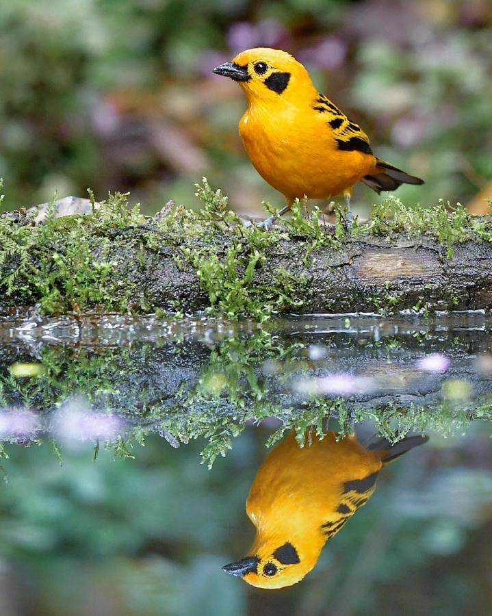 Bosque De Niebla Birding & Nature Cali Exterior foto