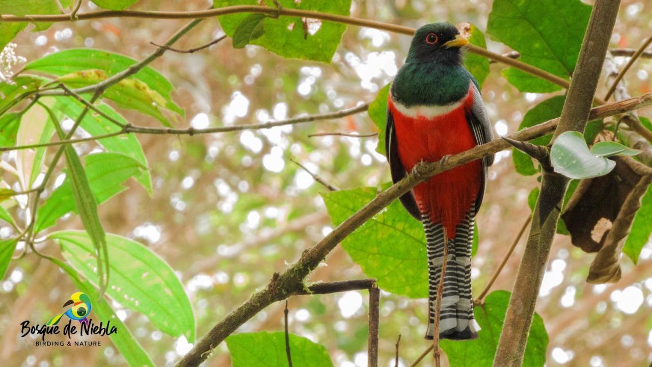 Bosque De Niebla Birding & Nature Cali Exterior foto