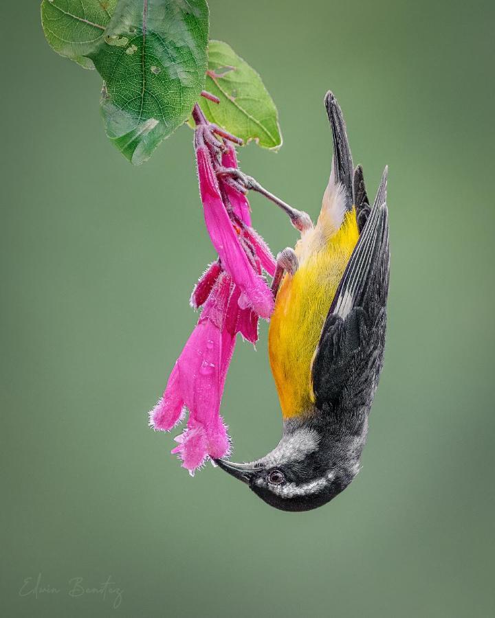 Bosque De Niebla Birding & Nature Cali Exterior foto